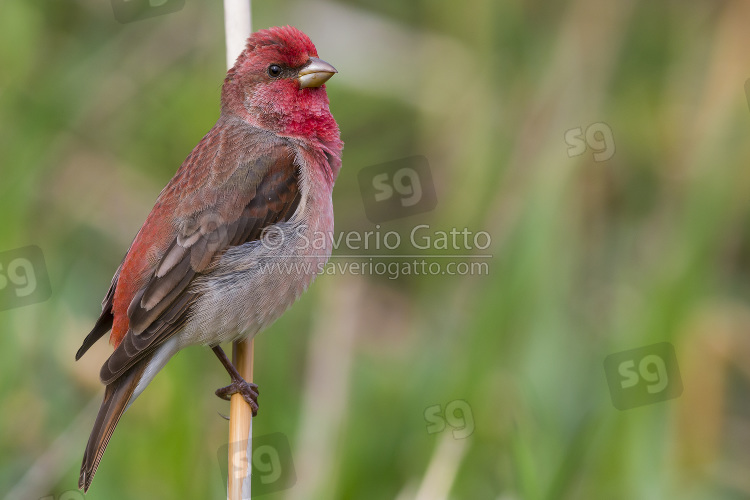 Ciuffolotto scarlatto